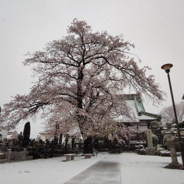 雪と桜