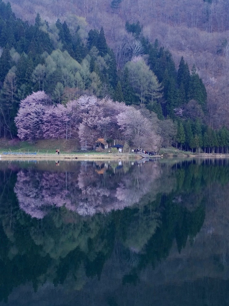 AM5:30頃の中綱湖と大山桜（その2）