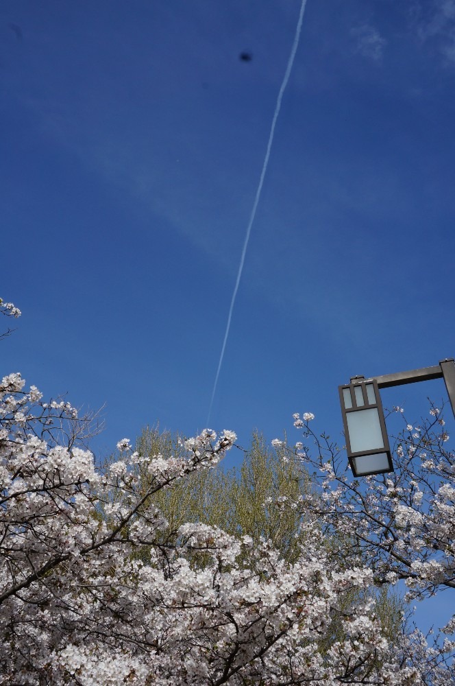 桜と飛行機雲…
