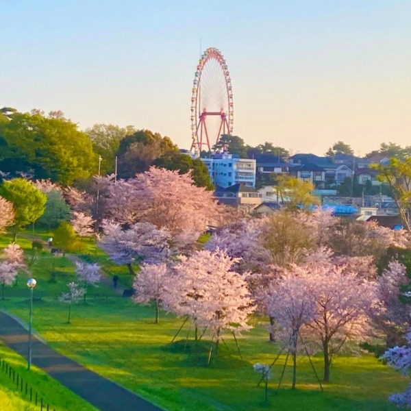観覧車と満開の桜