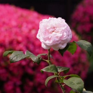 エグランタイン(マサコ)🌹2020:旧古河庭園✨