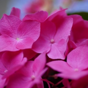 紫陽花2019彩/白山祭り:ピンクの園💖