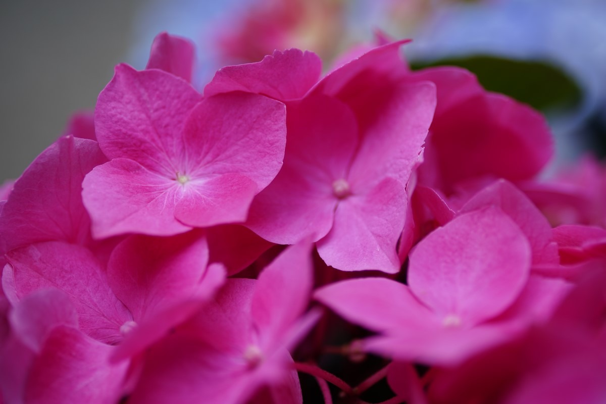 紫陽花2019彩/白山祭り:ピンクの園💖