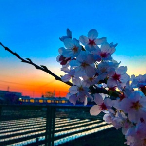 未明の桜