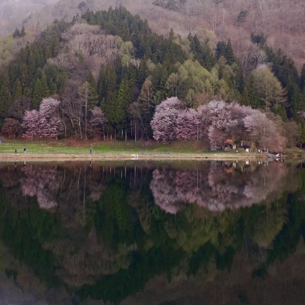 AM6時前の中綱湖と大山桜