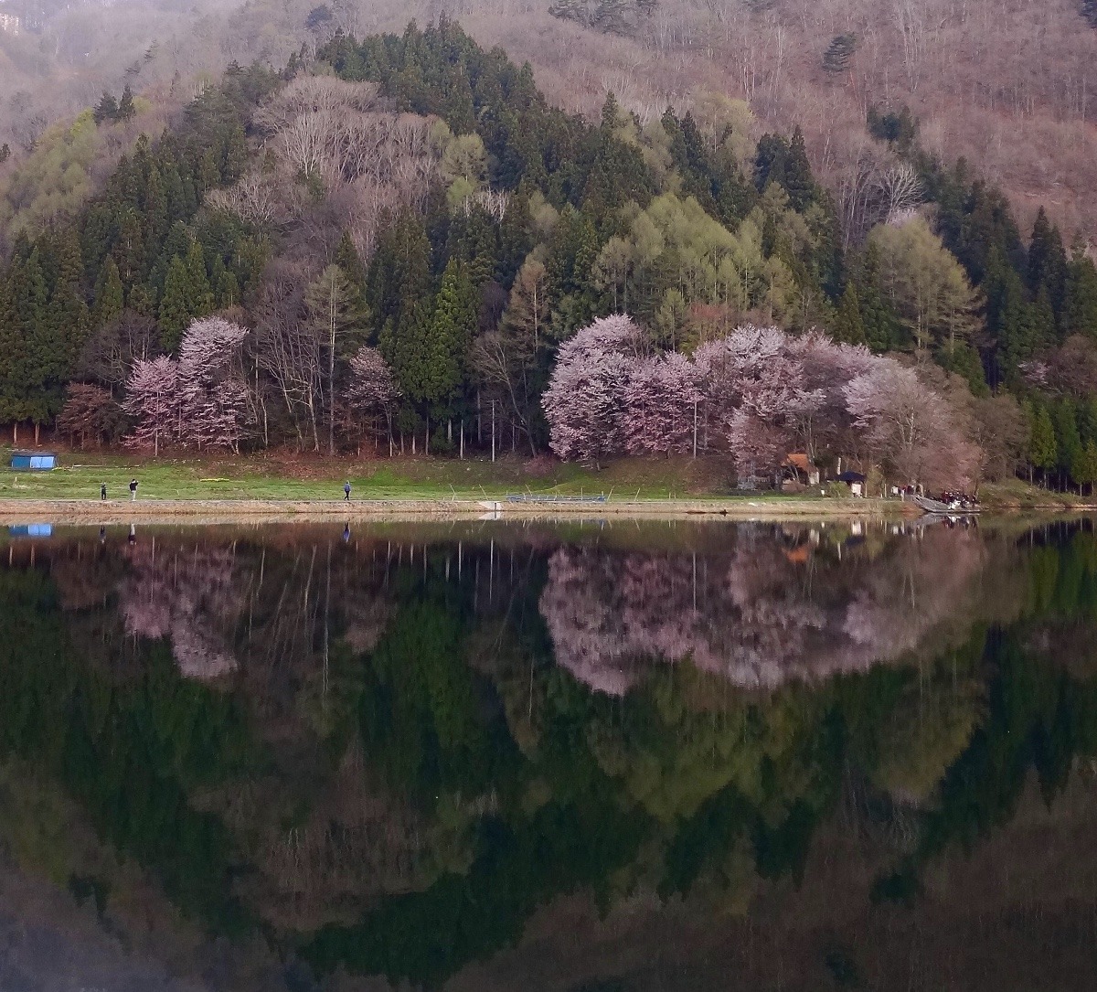 AM6時前の中綱湖と大山桜