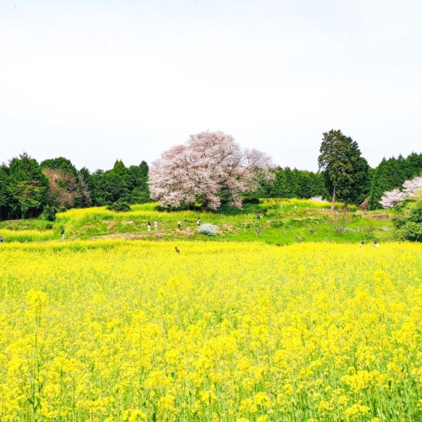 馬場の山桜