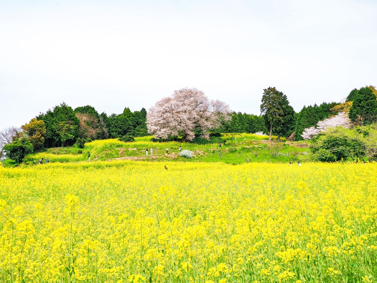 馬場の山桜