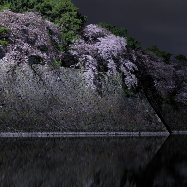 お堀と夜桜