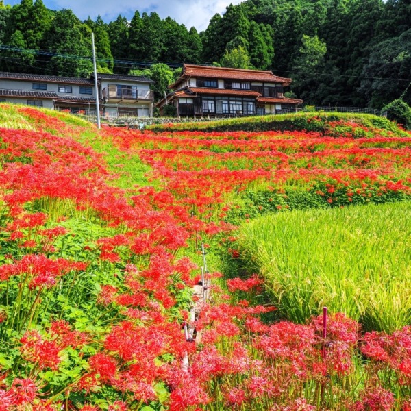 江里山棚田
