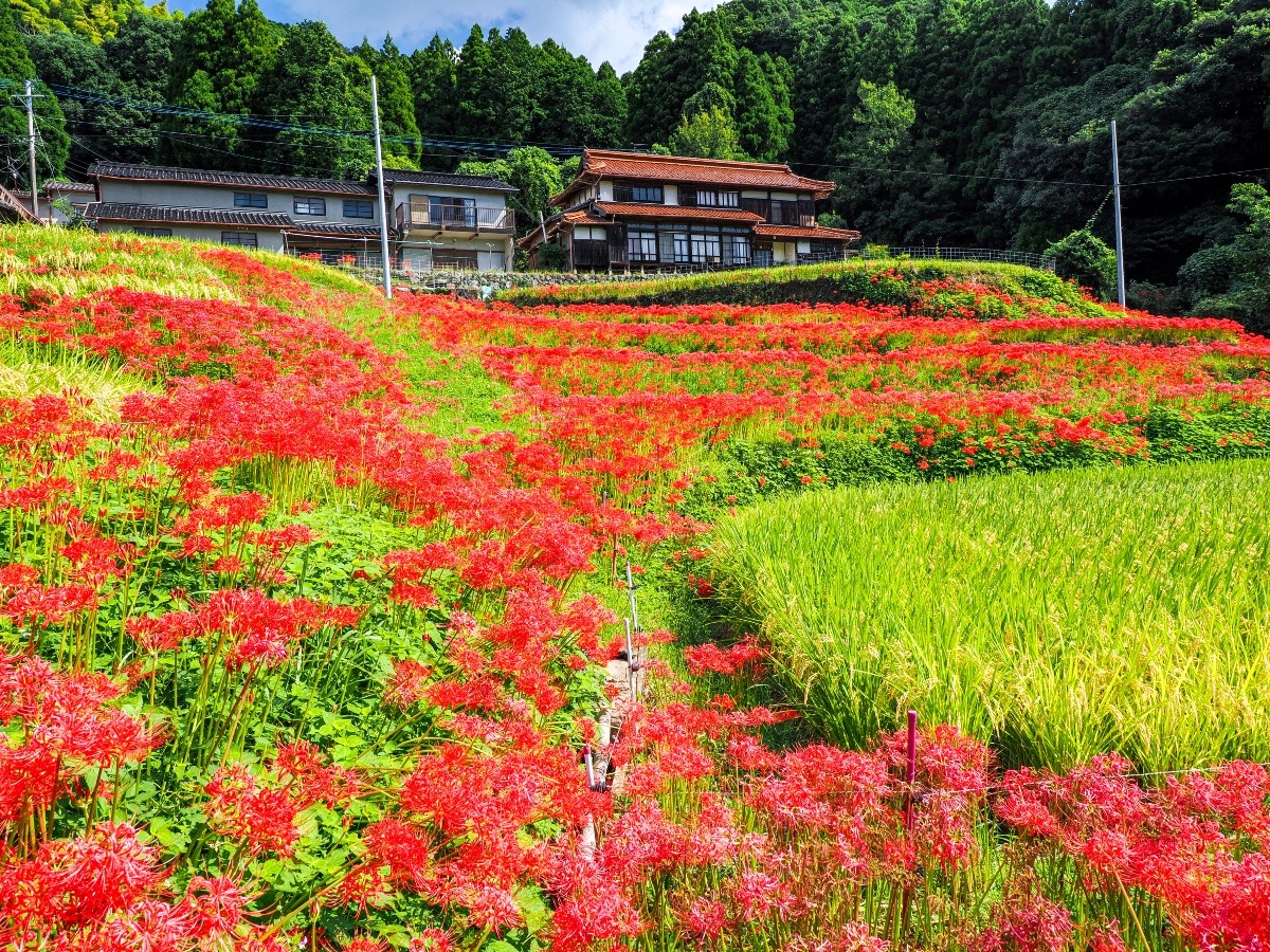 江里山棚田
