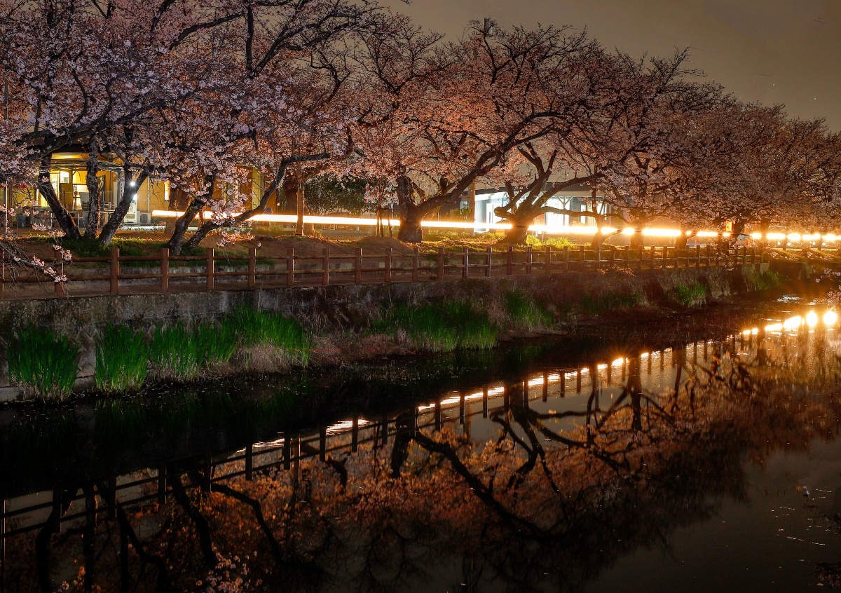 桜並木を進むライト