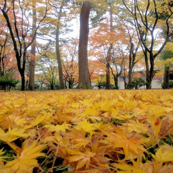 金沢の秋