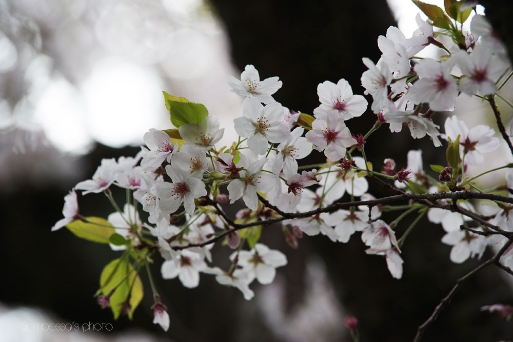 浜松城の桜 4