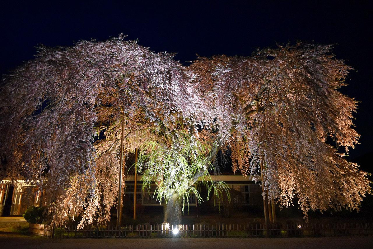 旧・杵原学校に咲く枝垂れ桜