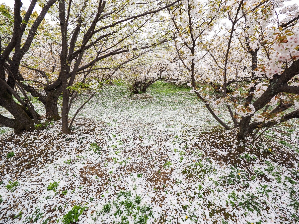 御室桜