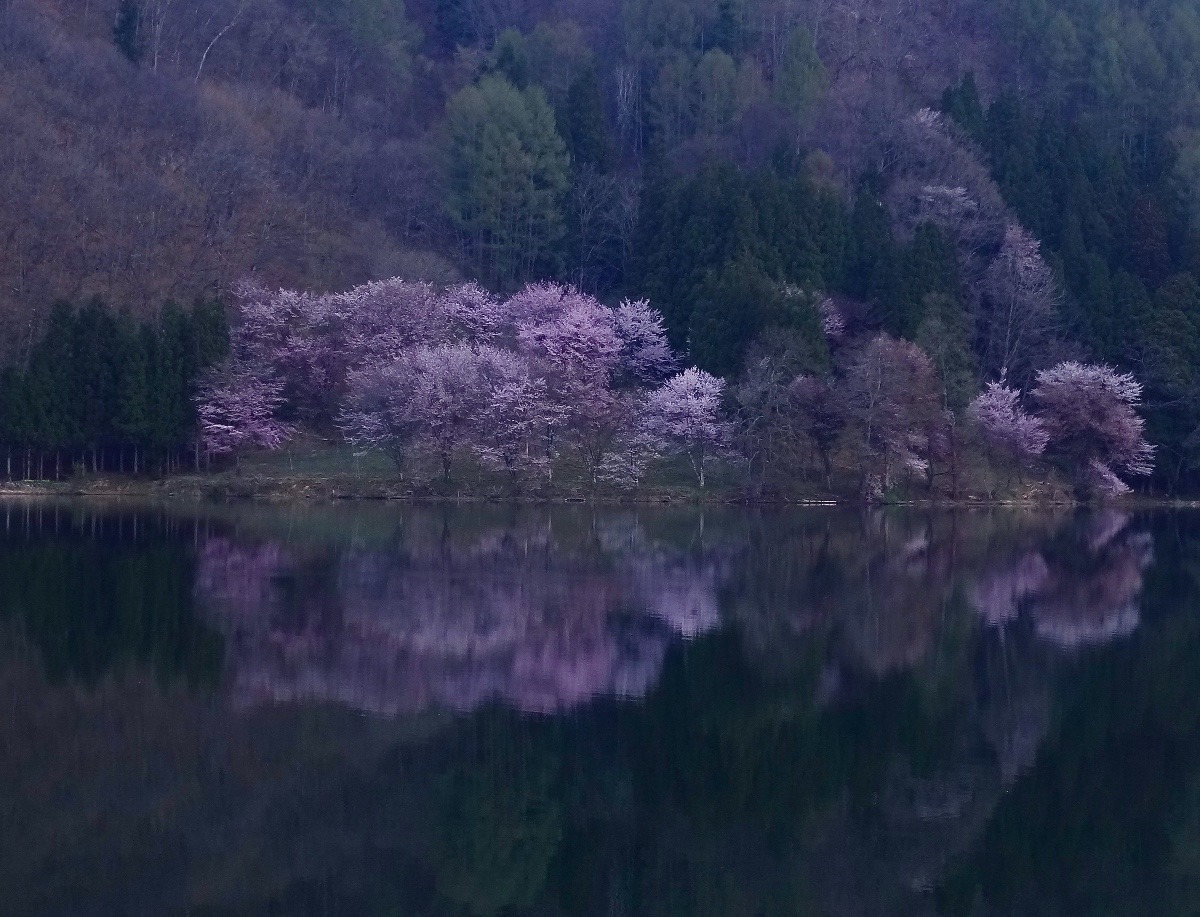 AM5:30頃の中綱湖と大山桜