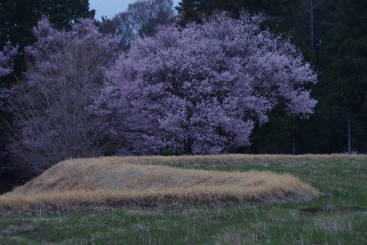 「桜咲く風景」