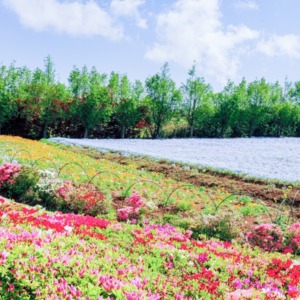 松本ツツジ園