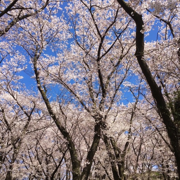 弘法山古墳の桜