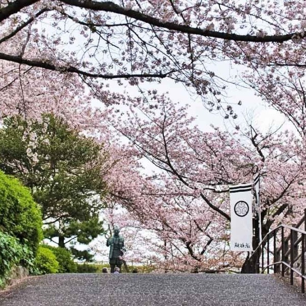 浜松城の桜 1