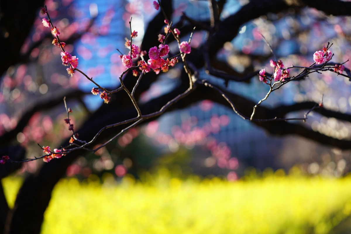 黄色の絨毯とピンクの香り_春の彩