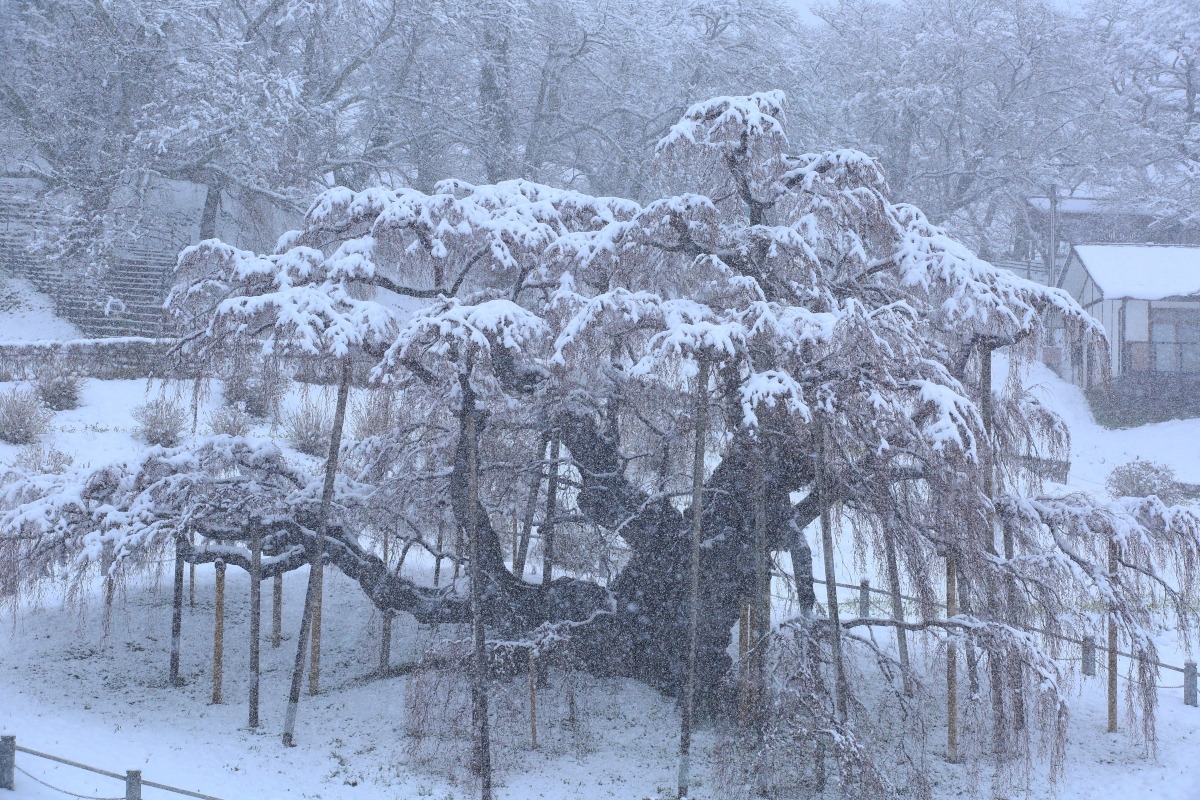 雪の滝桜