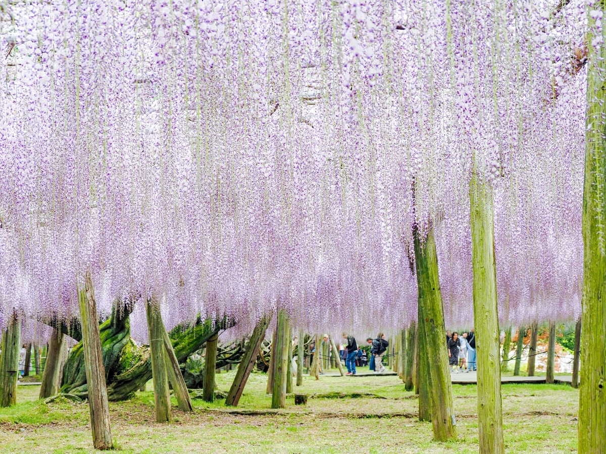 河内藤園