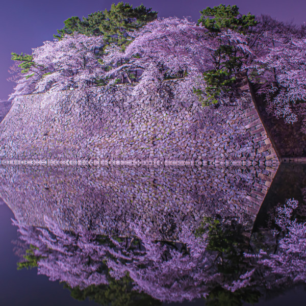 名古屋城 お堀の桜