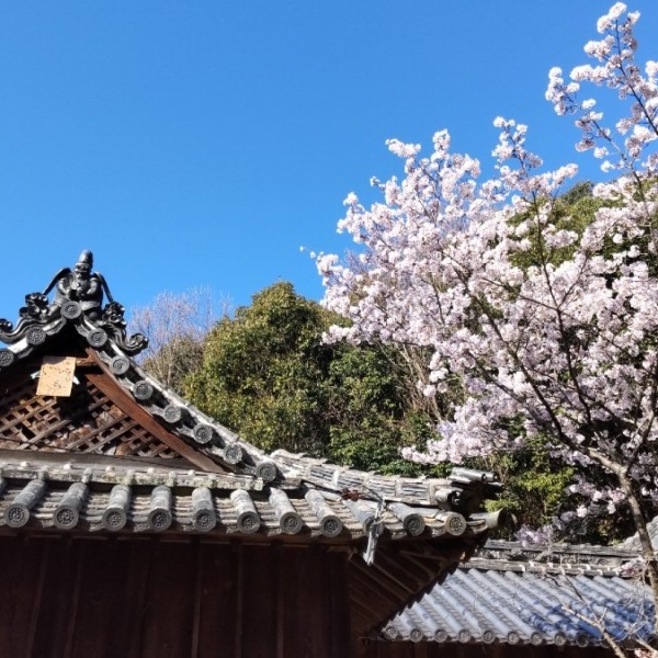 軍神社の烏天狗と桜