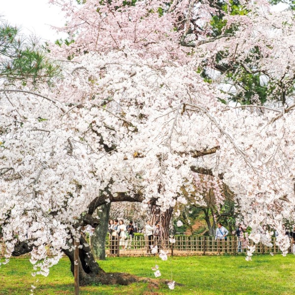 京都御苑