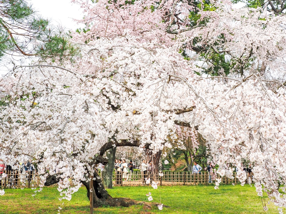 京都御苑