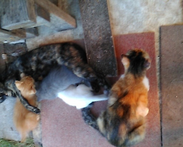 ネコの母さん自分の仔猫も　隣の母さんの仔猫にも　おぱい　をあげてる　知っていました　