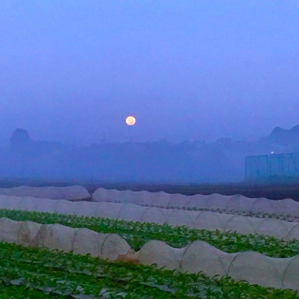 朝霧と月