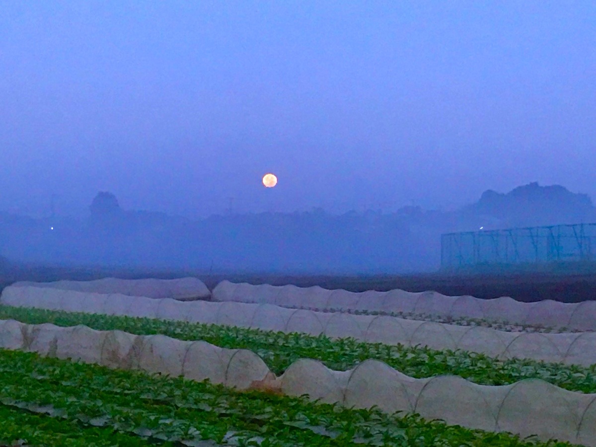 朝霧と月