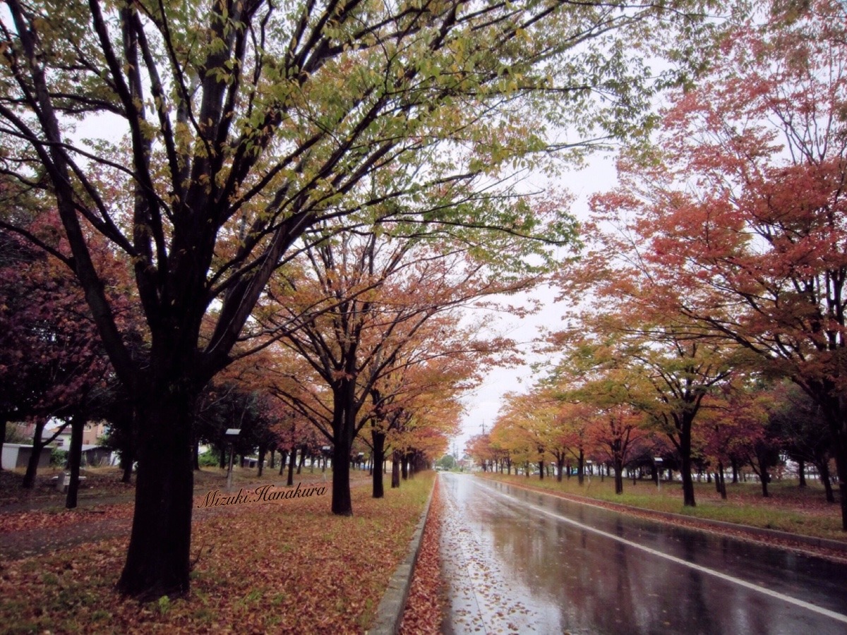 滋賀大学 キャンパスに続く道