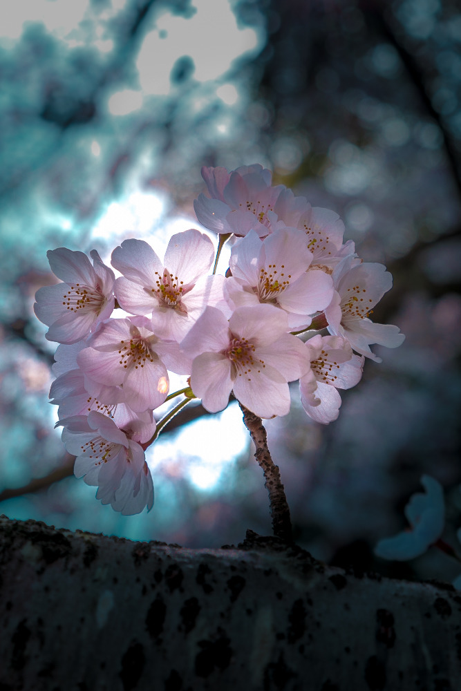 桜。春光の中で