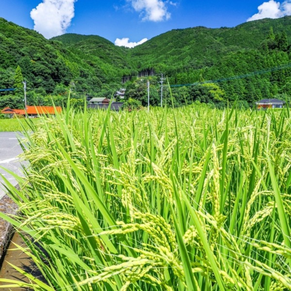 田園