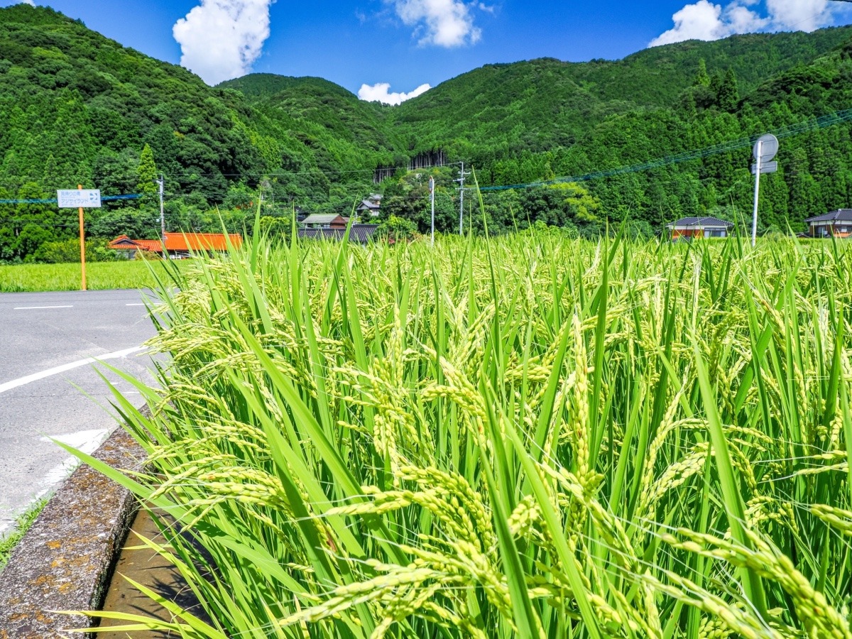 田園