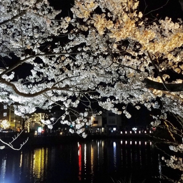 お堀と夜桜2021