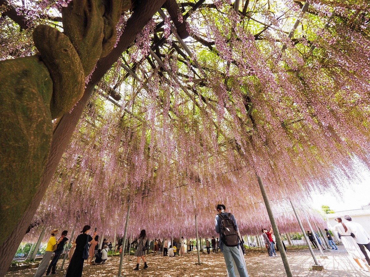 中山大藤