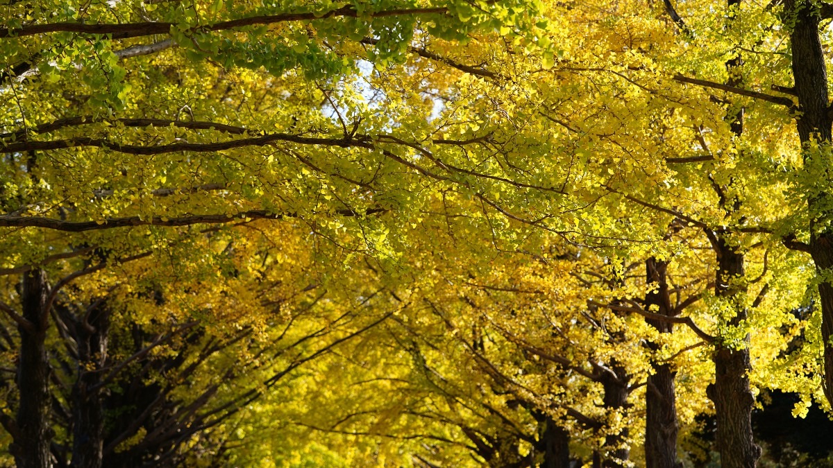 昭和記念公園：かたらいのイチョウ並木✨黄葉舞