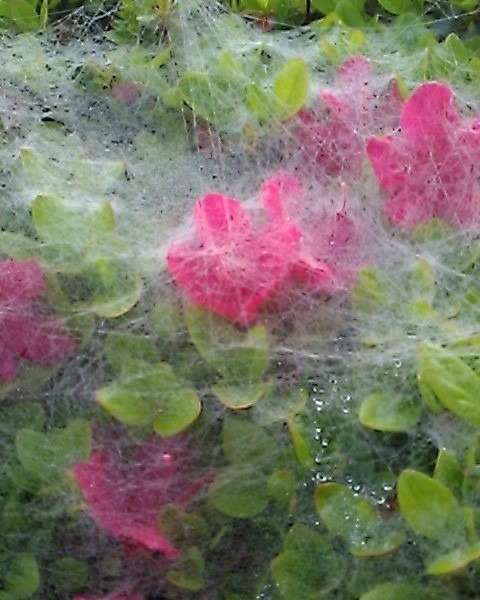 まえのぱそこんから　　雨上がり　廻蜘蛛の糸