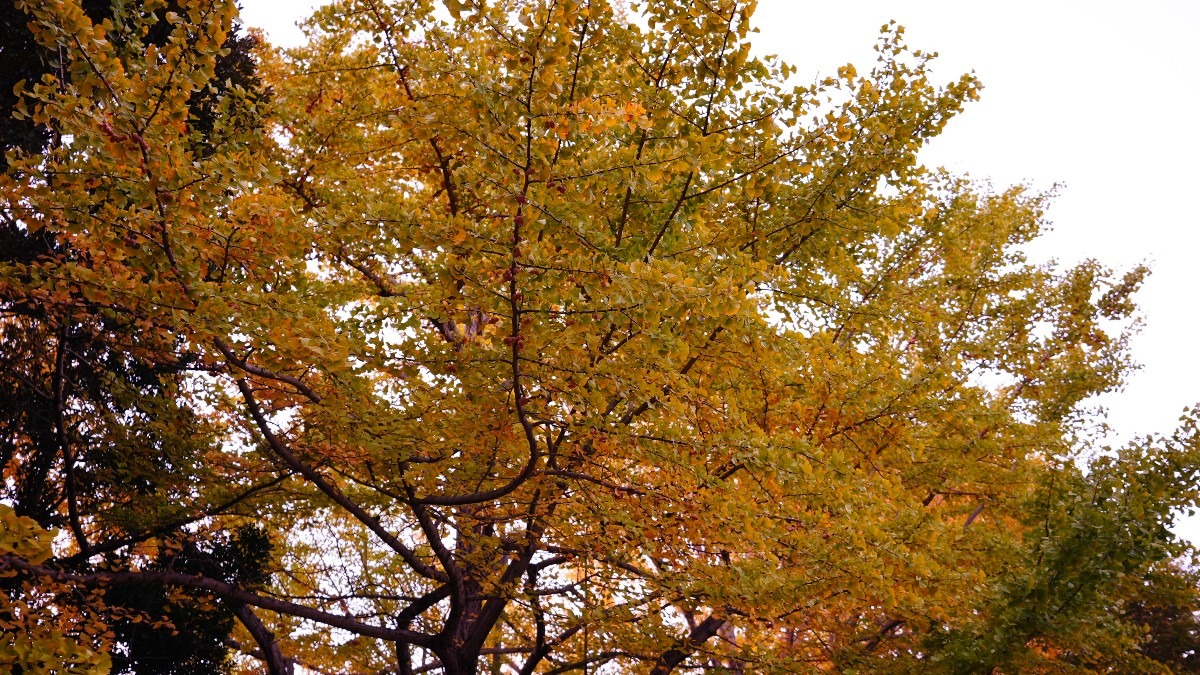 昭和記念公園：紅葉2020✨