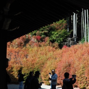 呑山観音寺のドウダンツツジ