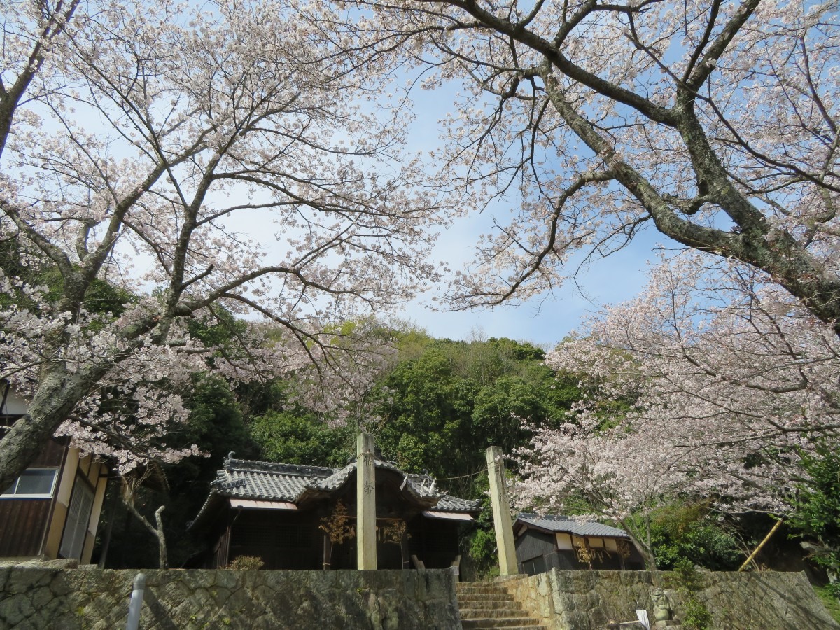 ぐるっと’杉谷の里山歩き’軍神社の桜