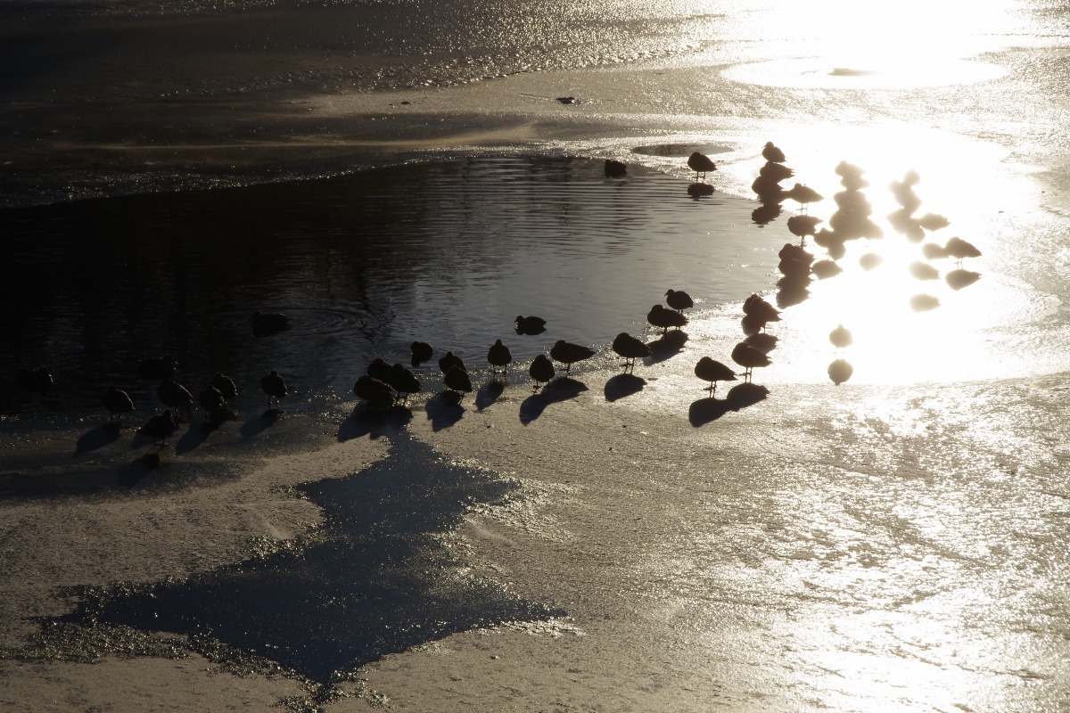 「結氷した池の水鳥」