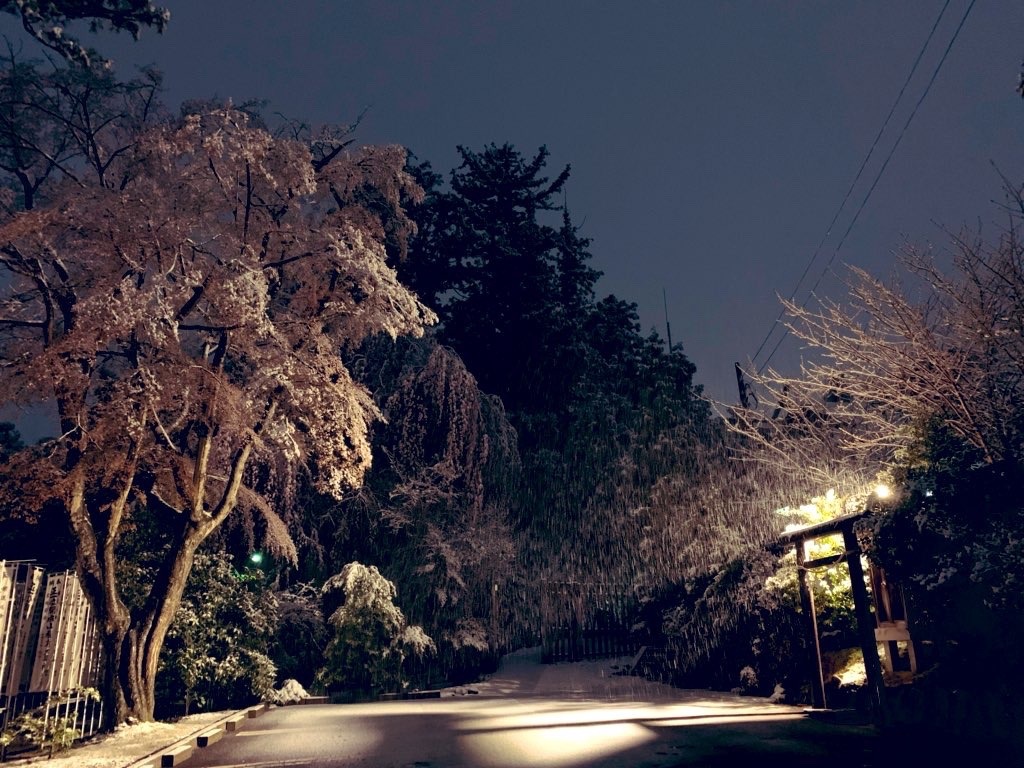 雪夜桜