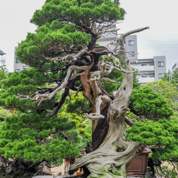 春花園BONSAI美術館