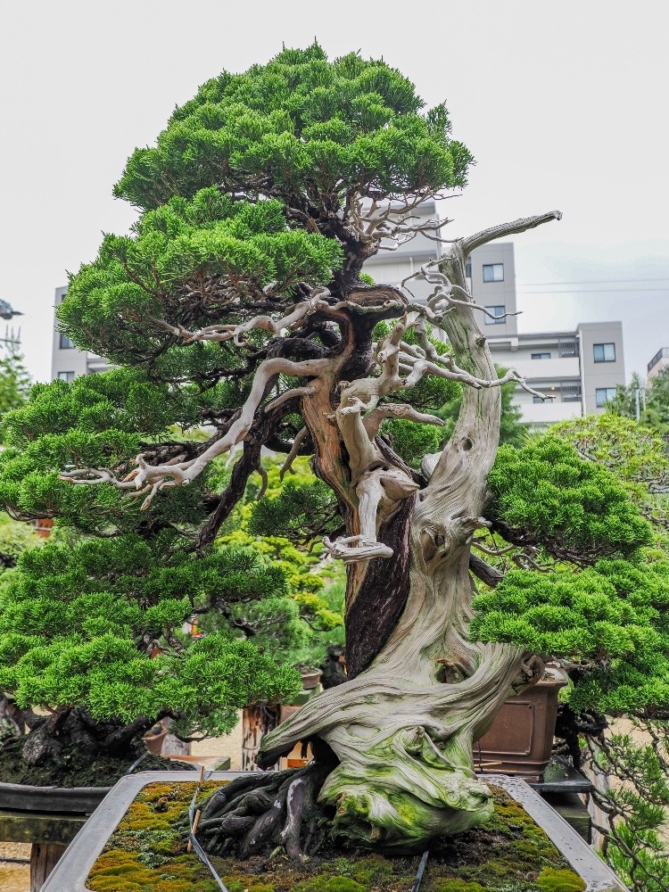 春花園BONSAI美術館
